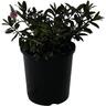Hebe Laguna Beach 2.4 litre Green