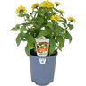 Zinnia 14cm