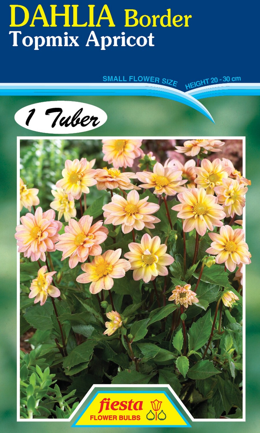 Dahlia Single Topmix Apricot 1 Pack