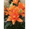 Lily Double Asiatic Scoubidou Pack of 1