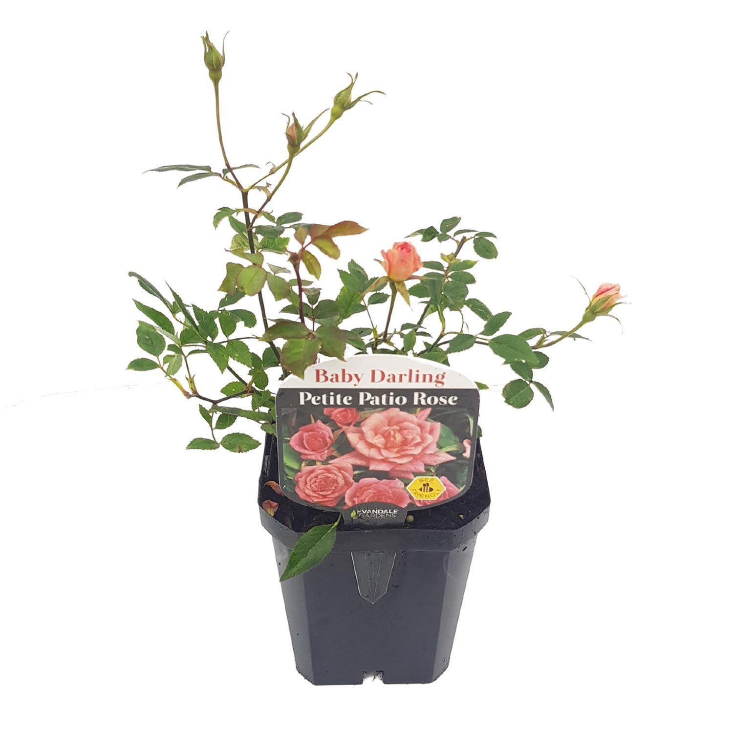 Patio Rose Baby Darling