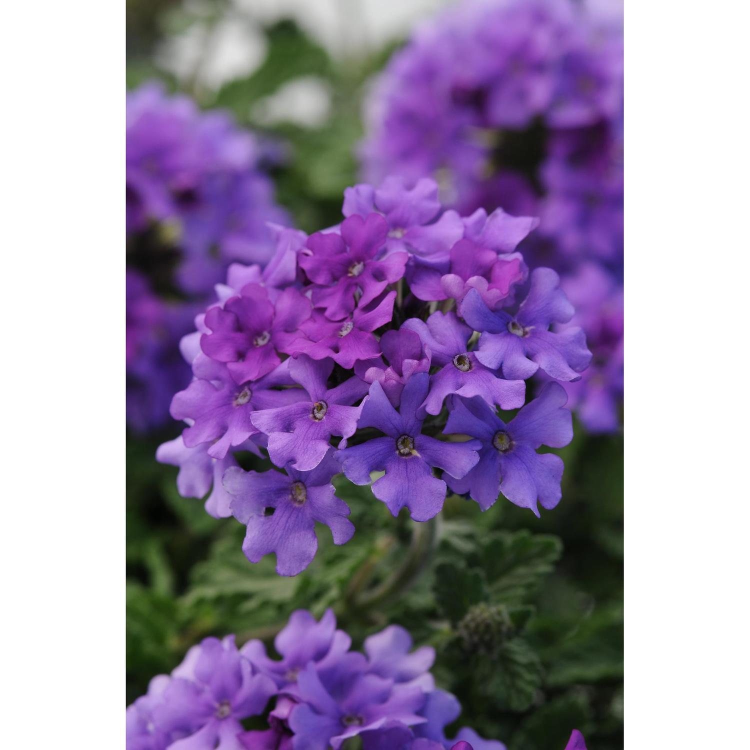 Verbena Endurascape Blue 1.5 litre