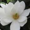 Magnolia Fairy White