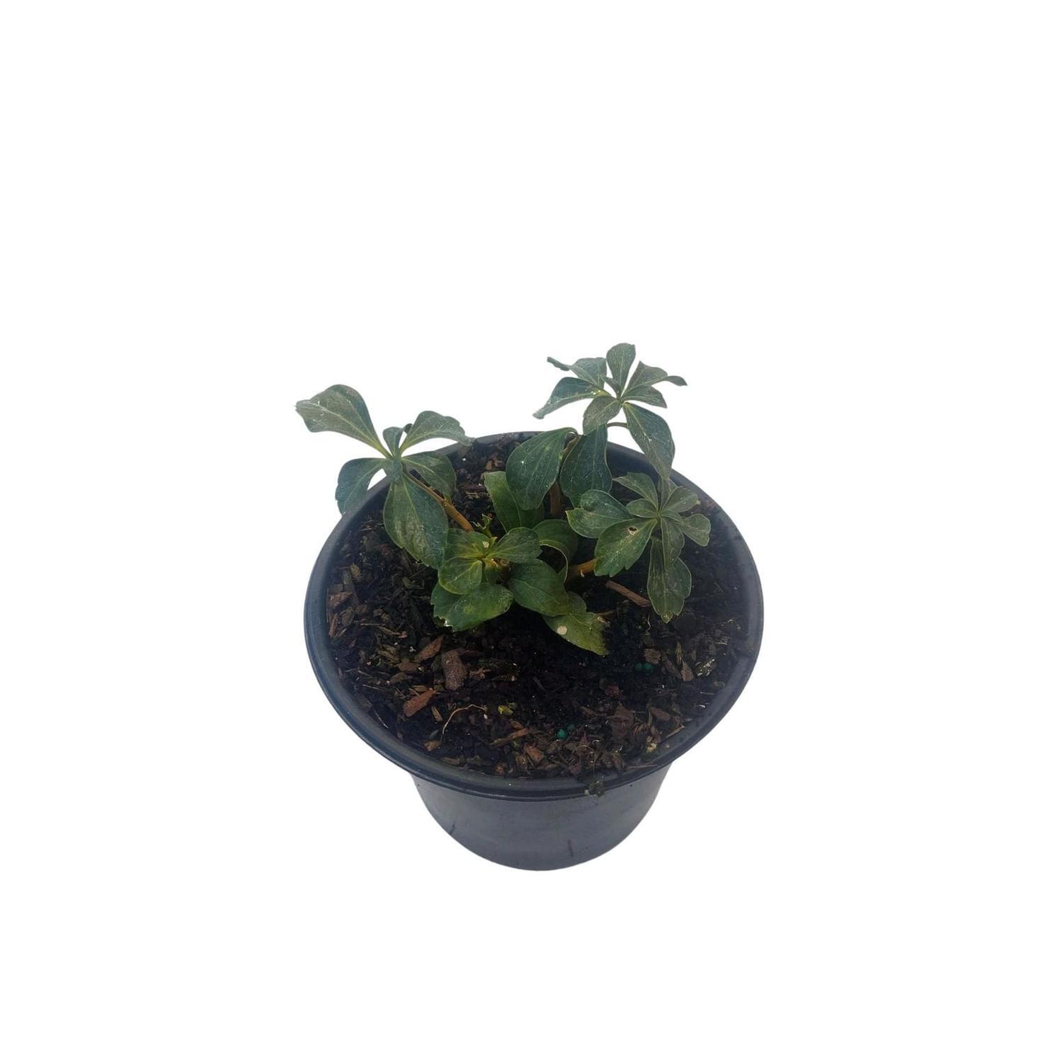 Pachysandra terminalis 'green sheen'