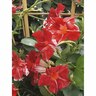 Mandevilla 'Stars & Stripes'