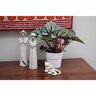 Begonia Rex Little Devils