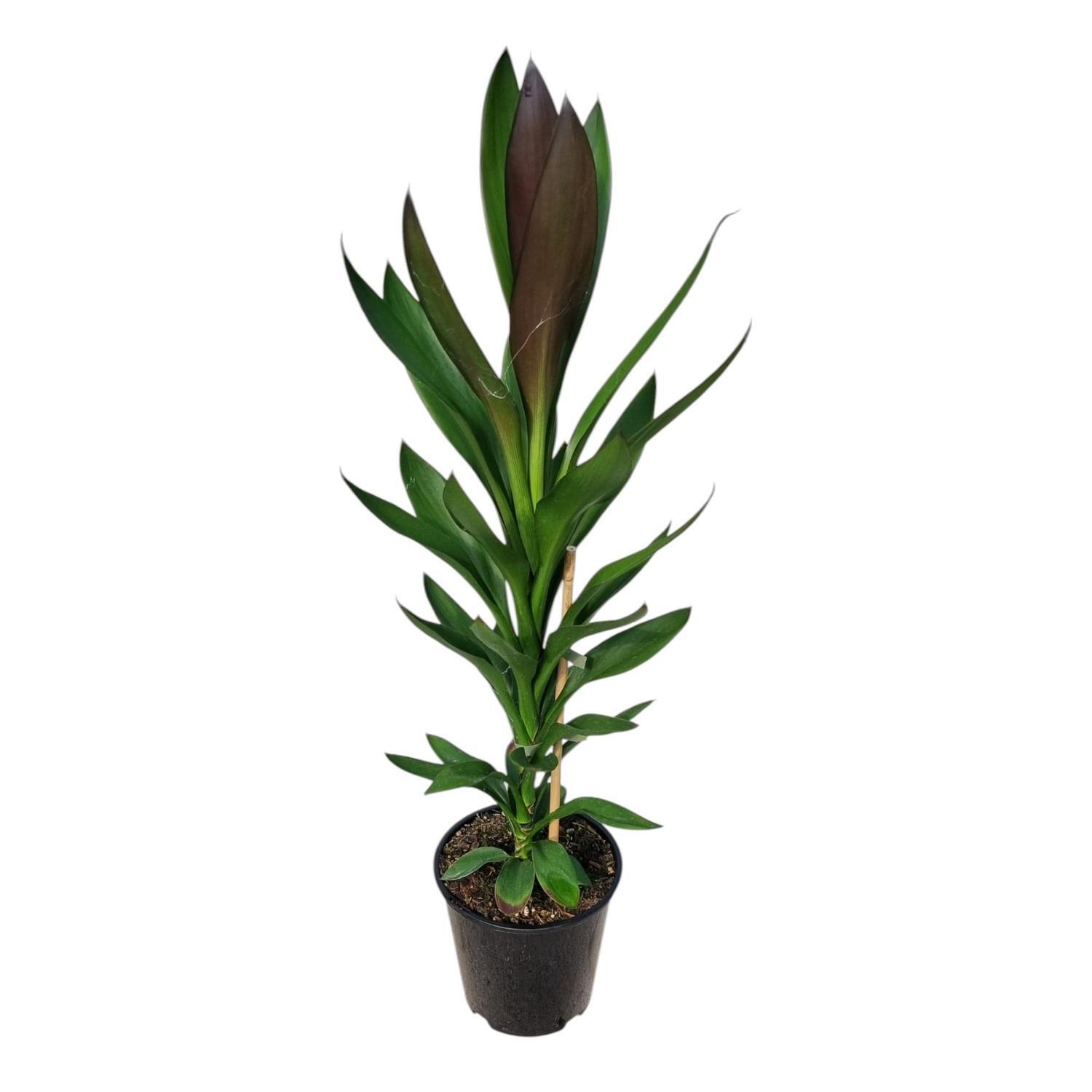 Cordyline Showoff 3.3L