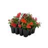 Impatiens Mix