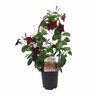 Mandevilla 'Burgundy'