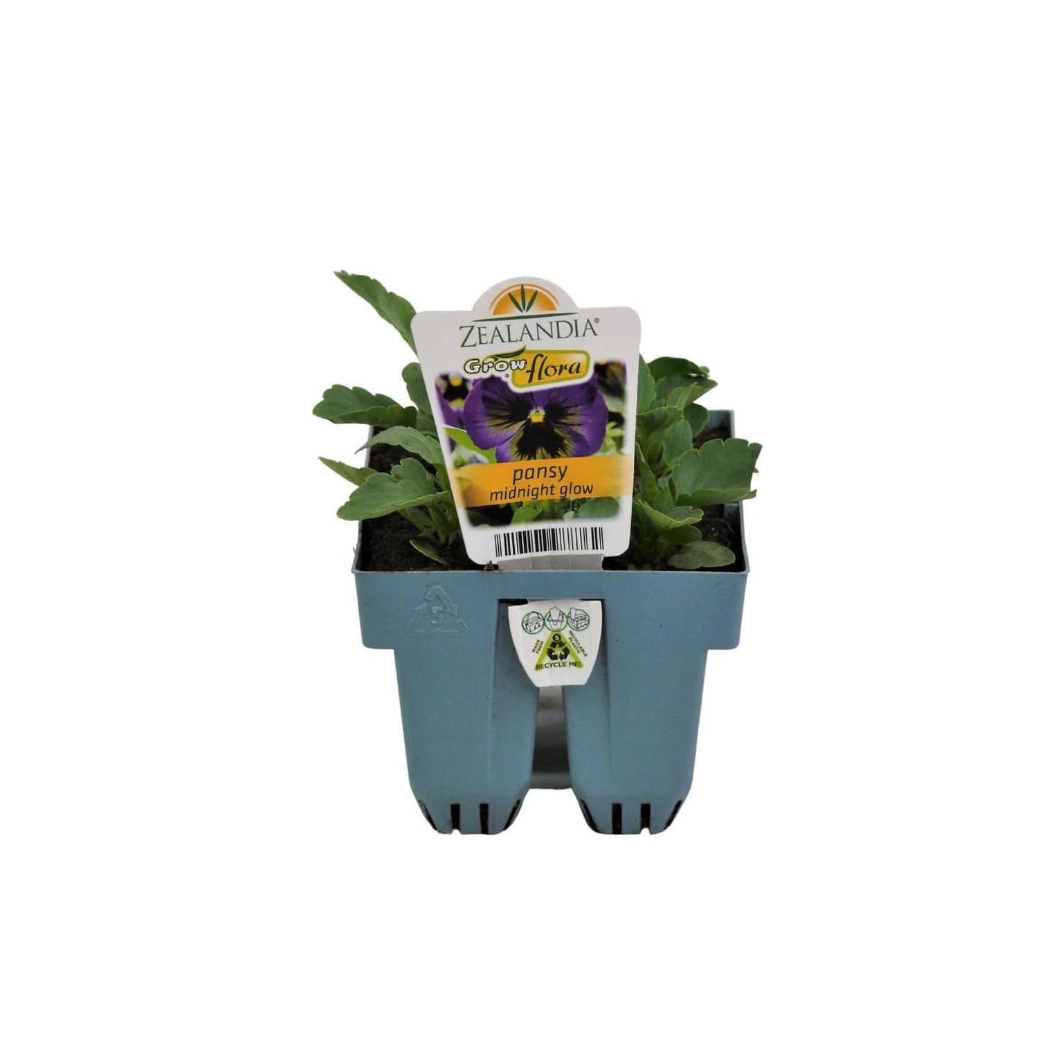 Pansy Midnight Glow