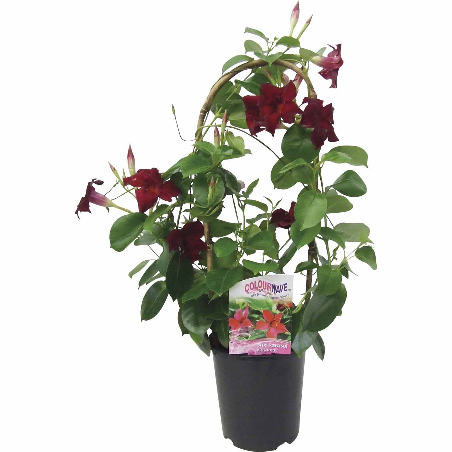 Mandevilla 'Burgundy'