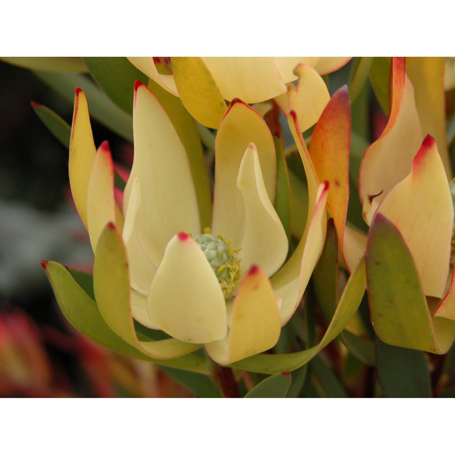 Leucadendron Clone 91