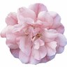 Flower Carpet Rose Apple Blossom