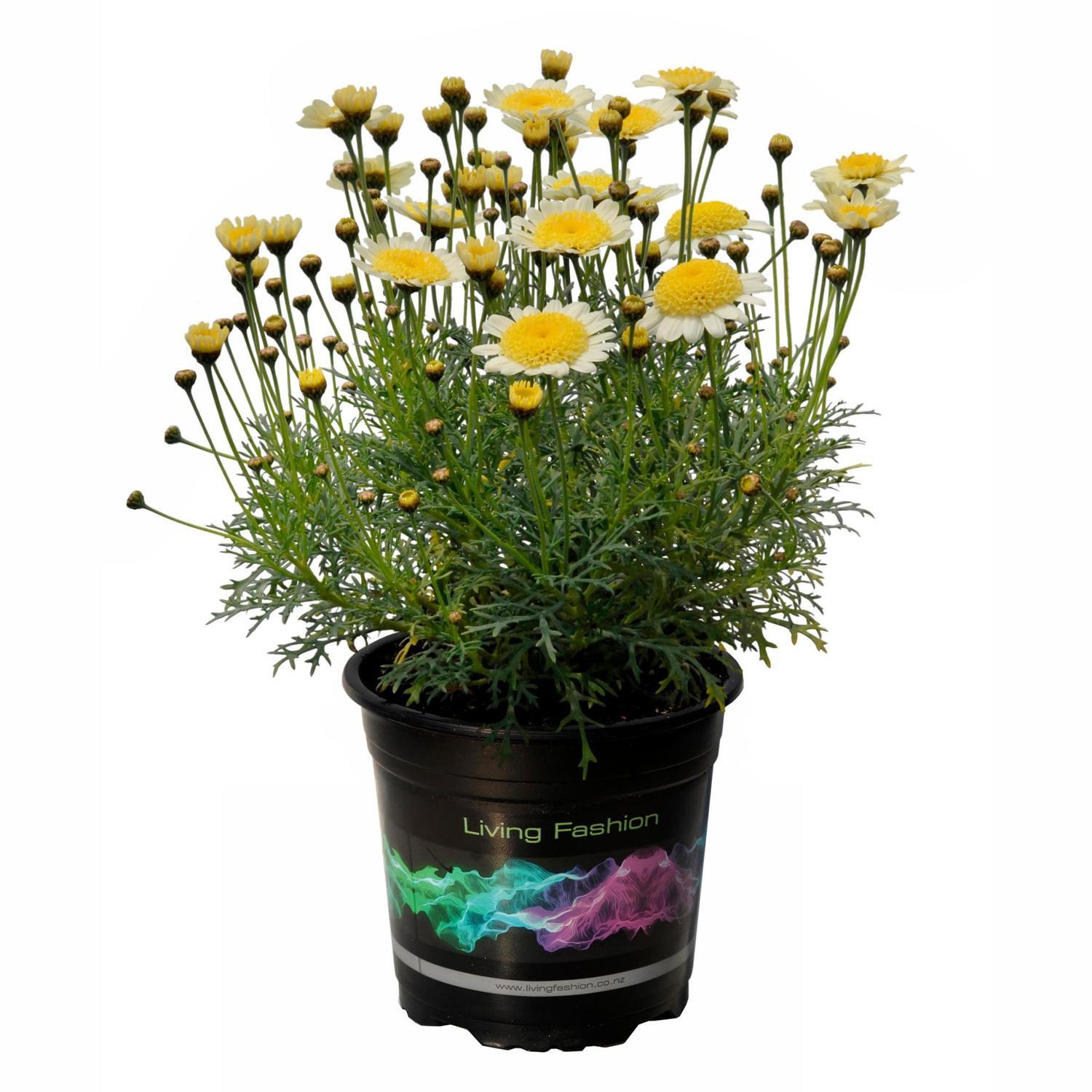 Federation Daisy Honeycomb