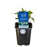 Bergamot Bee Balm