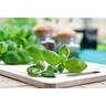 Herb Basil Sweet