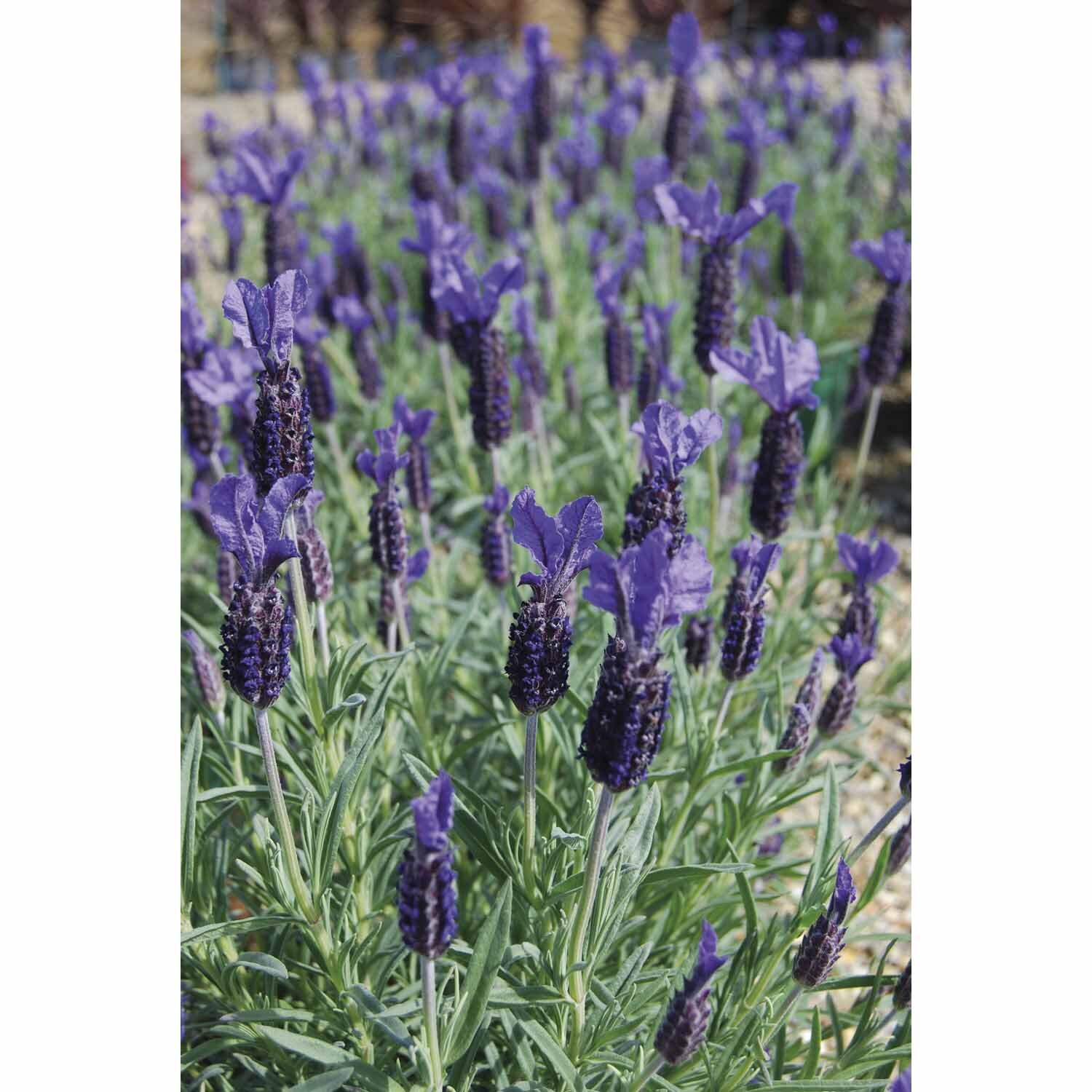 Lavender Major