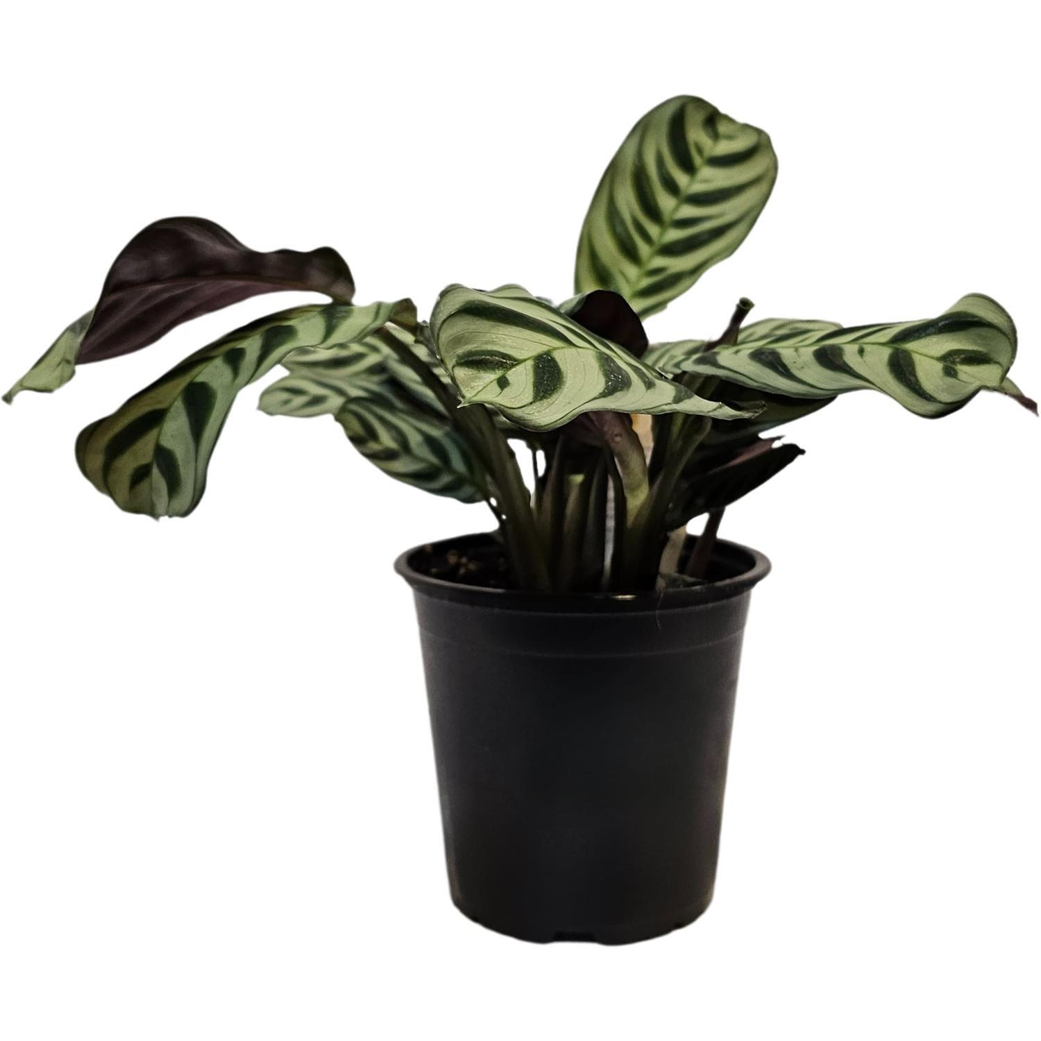 Ctenanthe Burle Maxxi 12cm