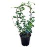 Trachelospermum Jasminoides 'Star Jasmine' 3.3L