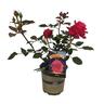 Rose Showpiece Blush