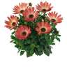 Osteospermum Margarita