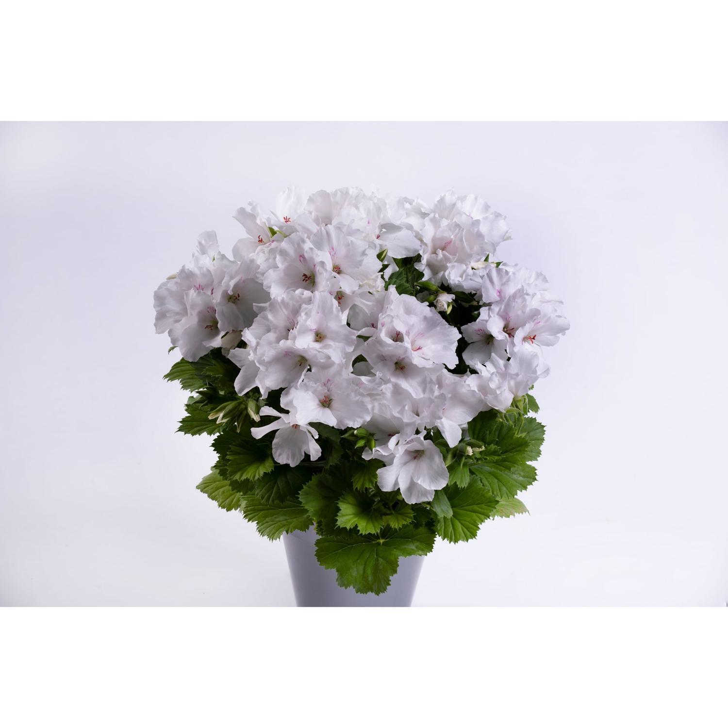 Pelargonium Pac 150mm