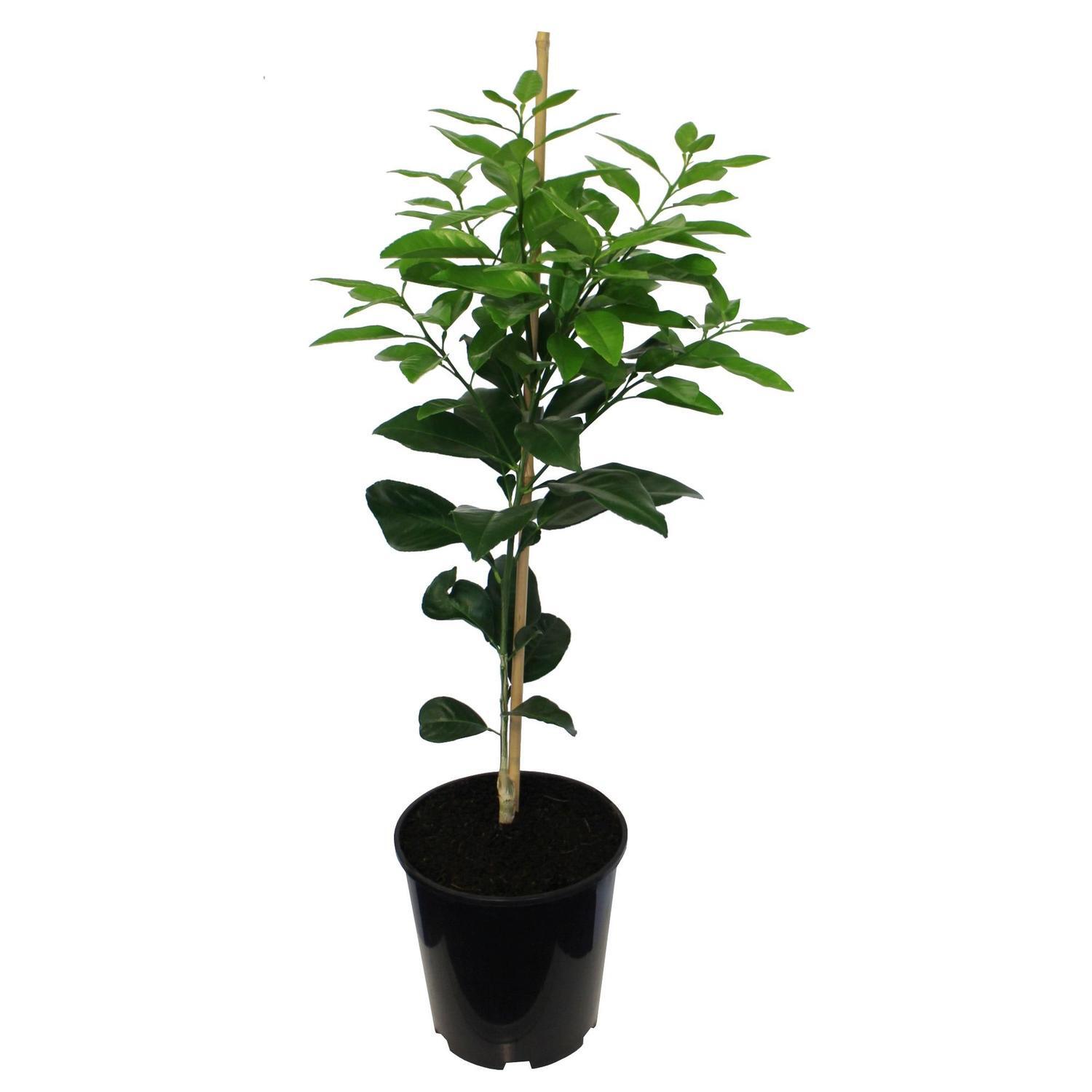 Grapefruit Golden Special, Dwarf