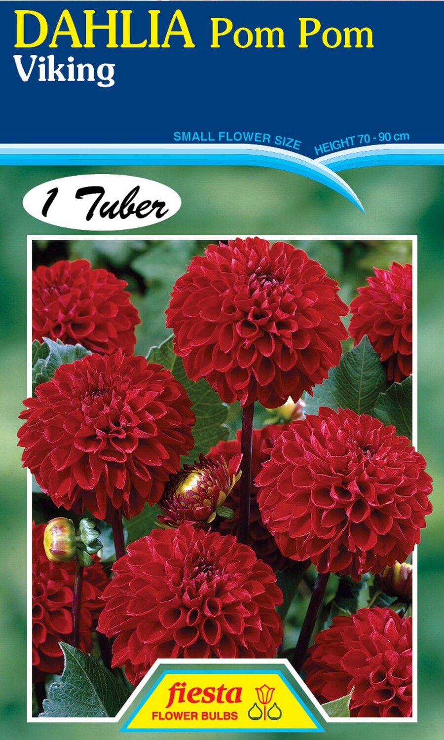 Dahlia Pom Pom Viking 1 Pack