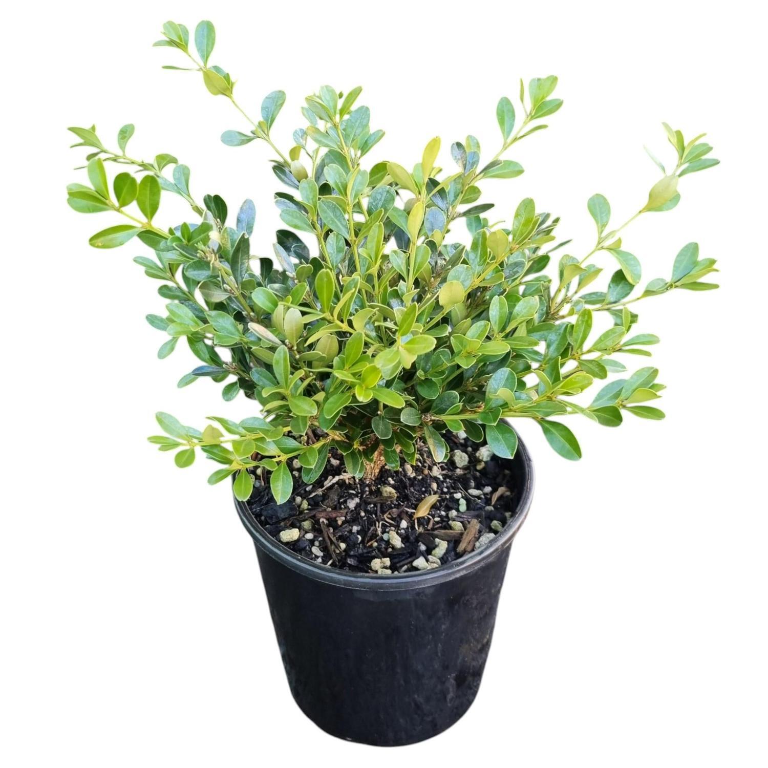 Buxus Koreana 2L