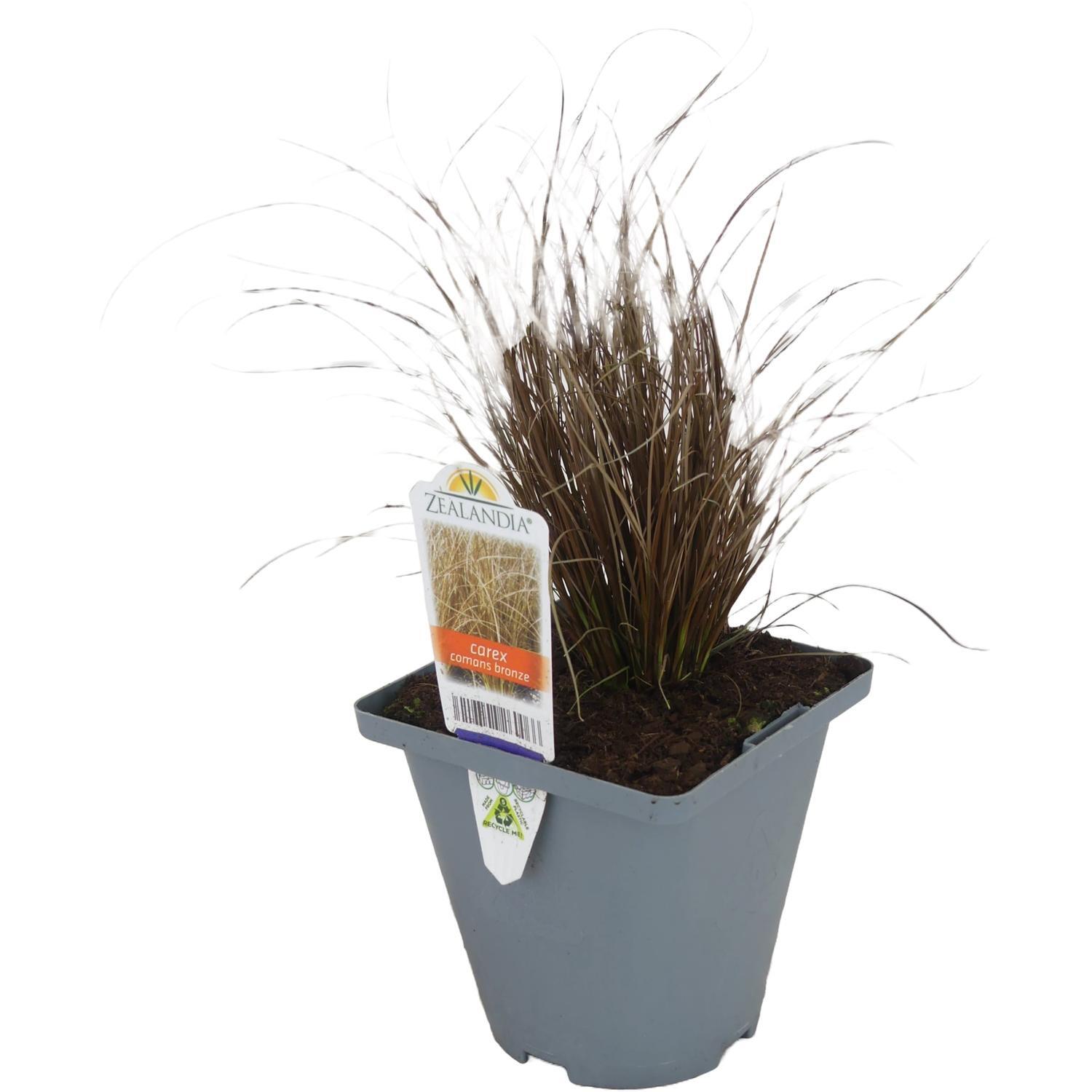 Carex Comans Bronze