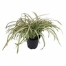 Phormium blondie