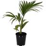 Archontophoenix alexandrae 4.7 Litre