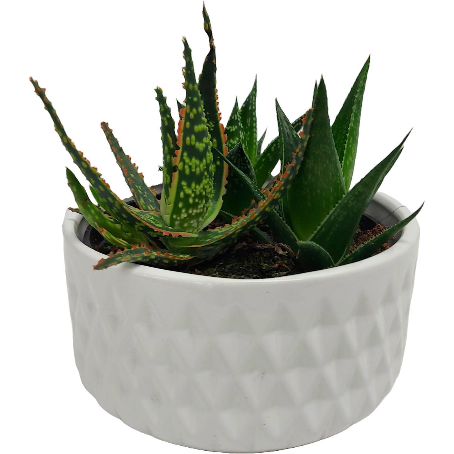 Succulent in Ceramic Bowl 16cm