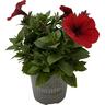 Petunia Durabloom