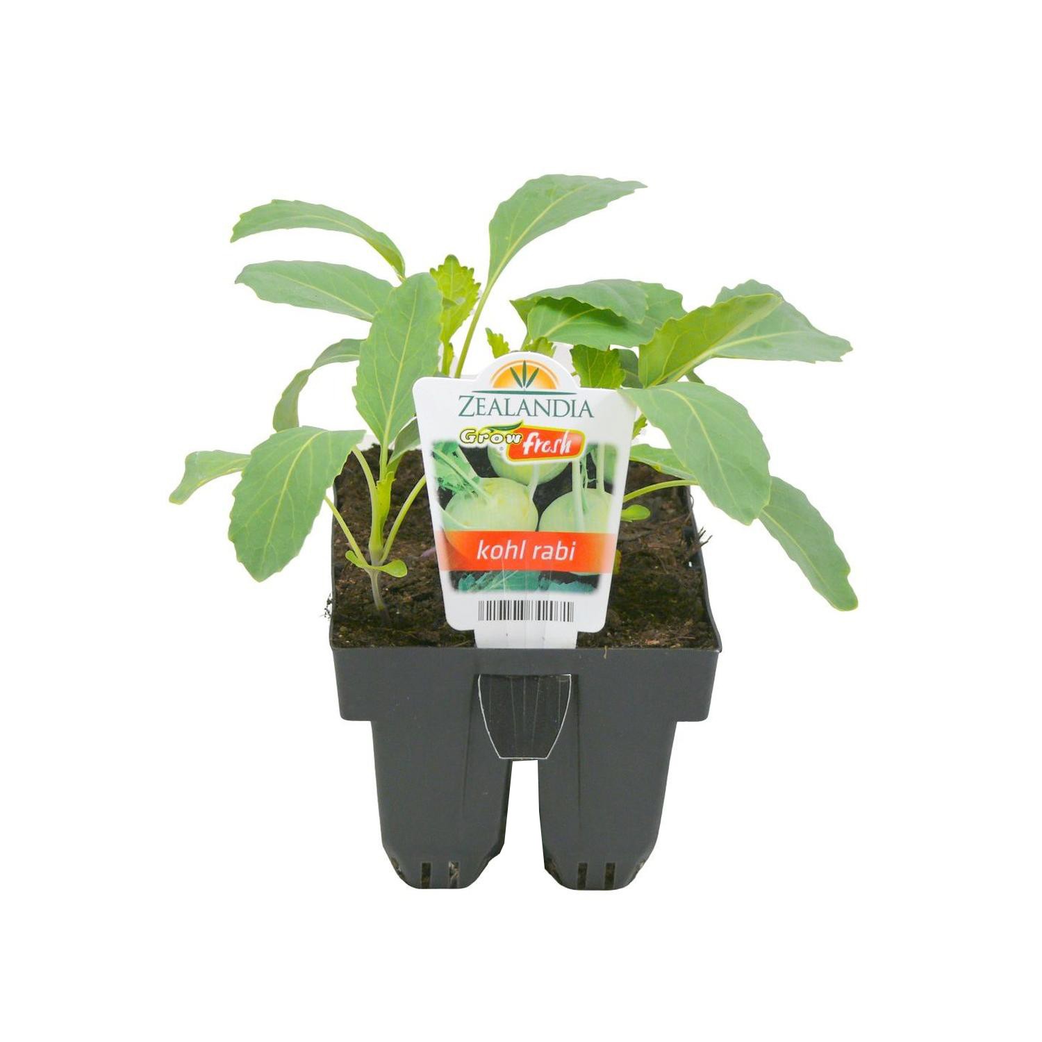 Kohl Rabi