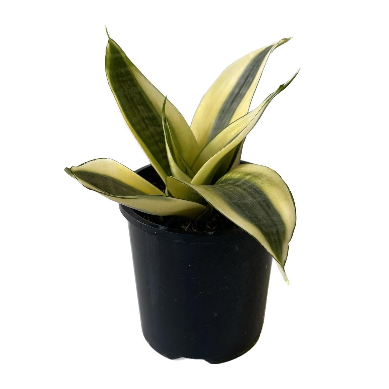Sansevieria 'Snake Plant' Lotus  10cm