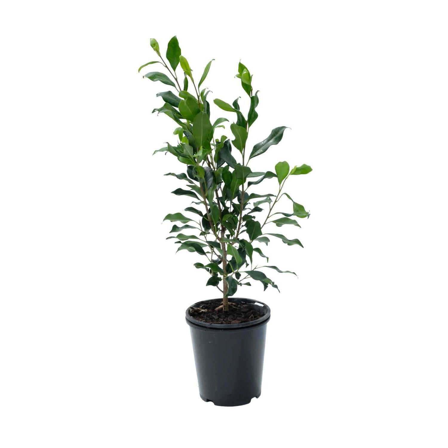 Ficus Tuffi 3.3L