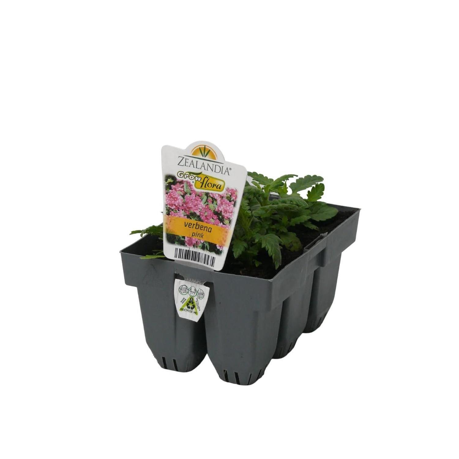 Verbena