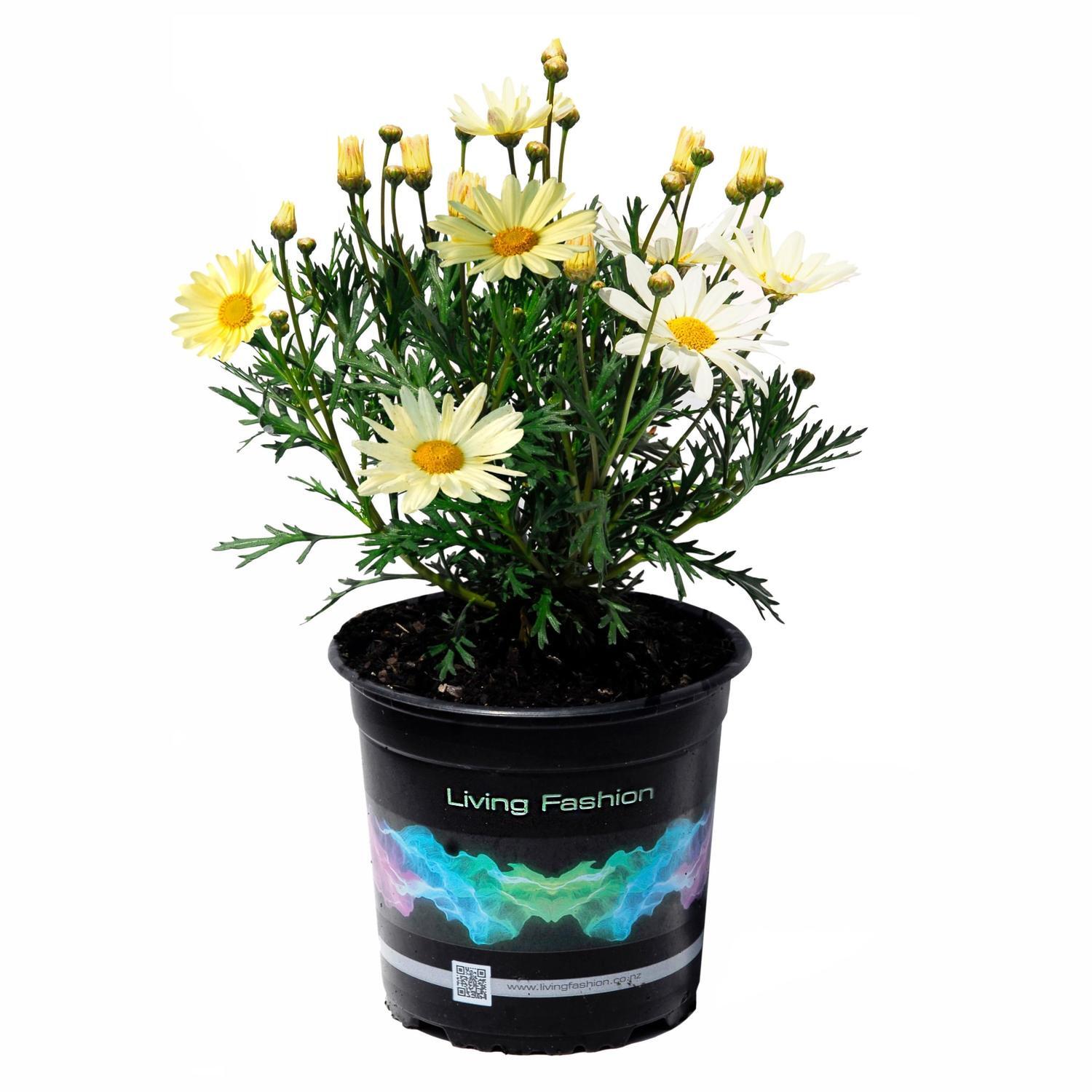 Federation Daisy Butterball