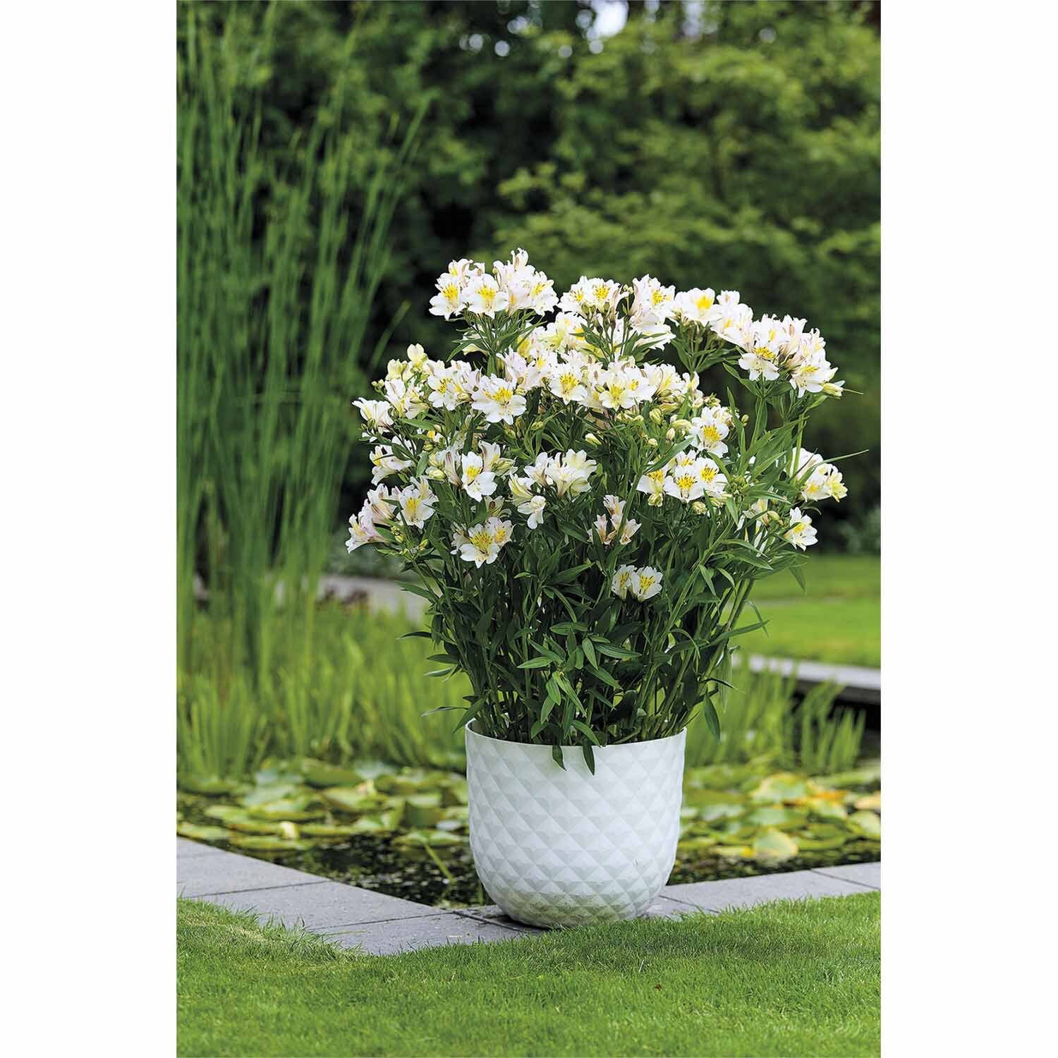Alstroemeria Summer Sky