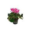 Cyclamen Halios Curly Flame
