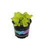 Heuchera Lime Marmalade