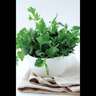 Parsley Italian