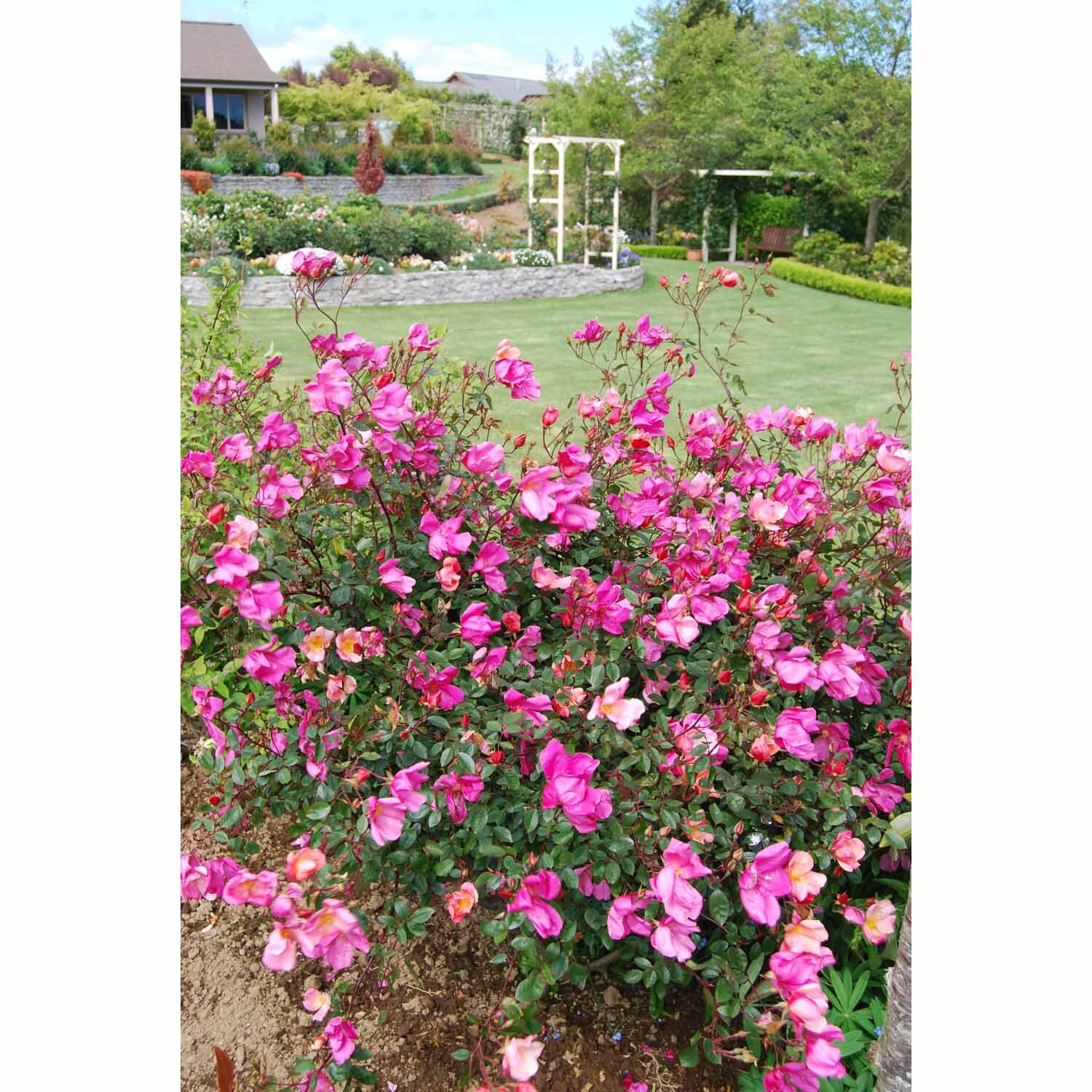 Rosa Mutabilis