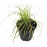 Carex Everillo PVR