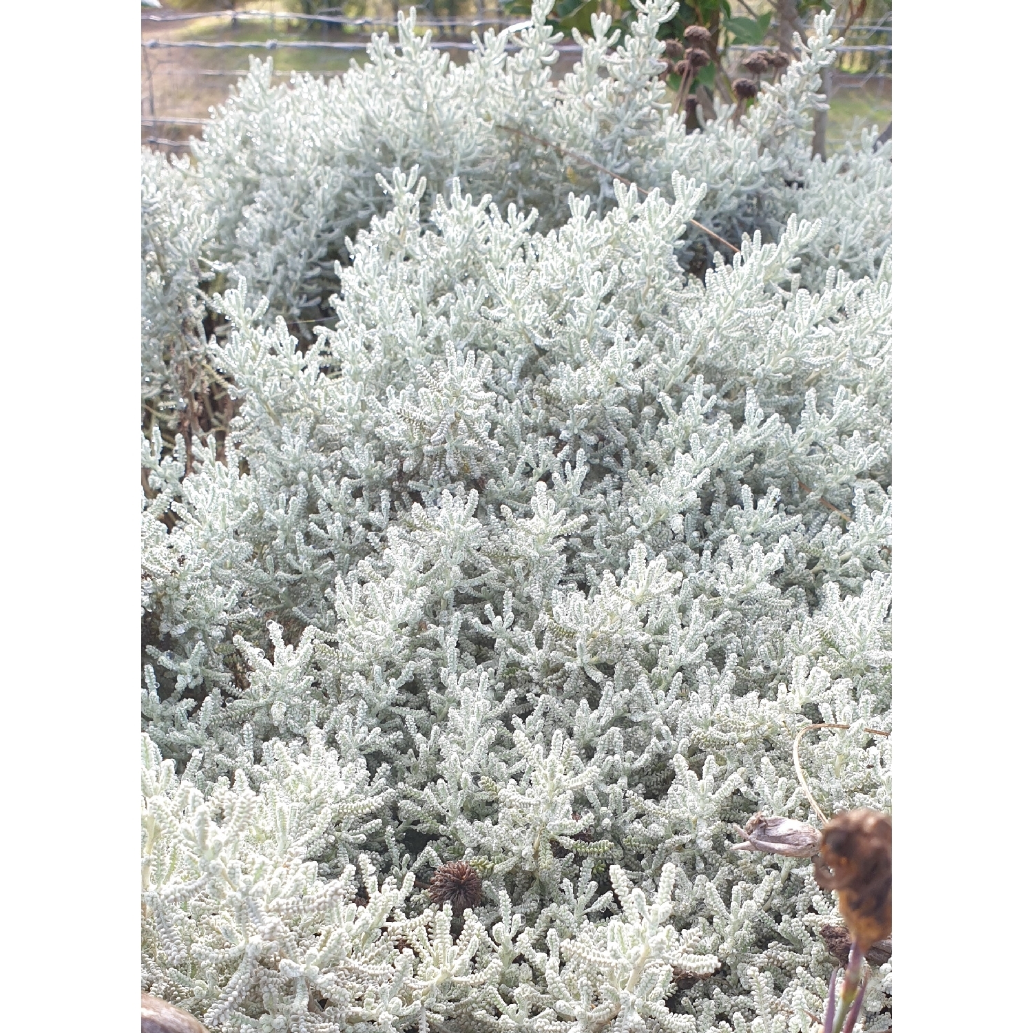 Santolina Lavender Cotton