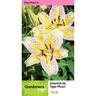 Lily Oriental Tiger Moon Pack of 1