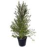 Pittosporum Wrinkle Blue 30 litre