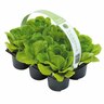 Lettuce Salanova 6 pack