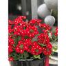 Voodoo Verbena Gala Beauty Red